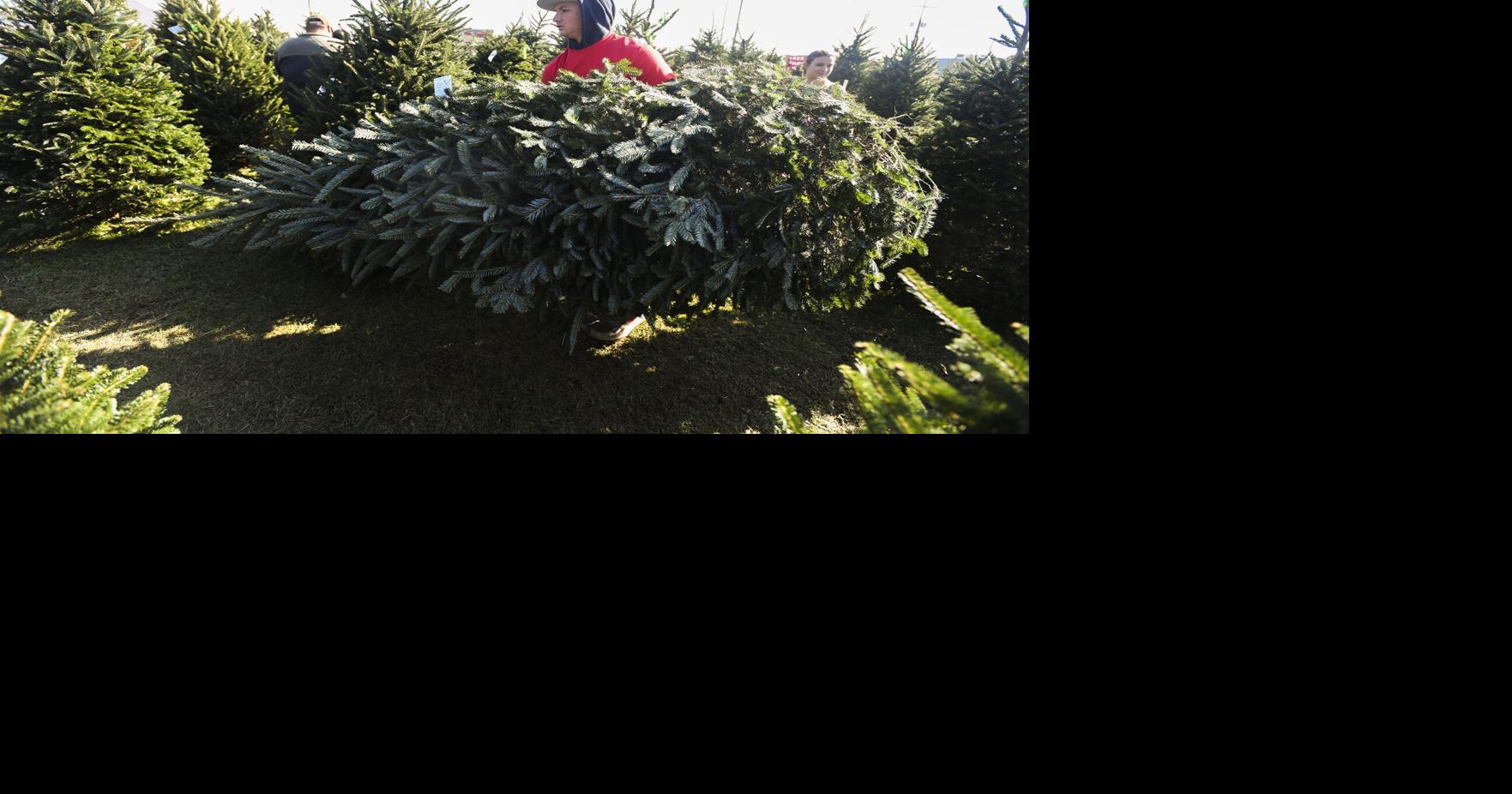 North Carolina Christmas trees hit Lafayette, Louisiana | News ...