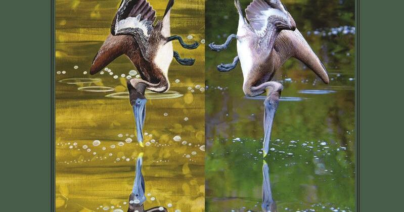 New anthology gathers poems about Louisiana nature