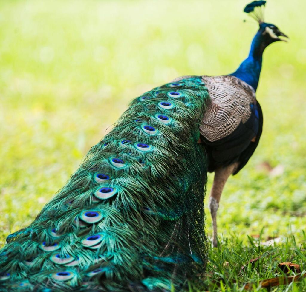 most beautiful peacock