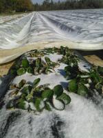 Louisian strawberry farmers hopeful cold snap won't badly affect early crop