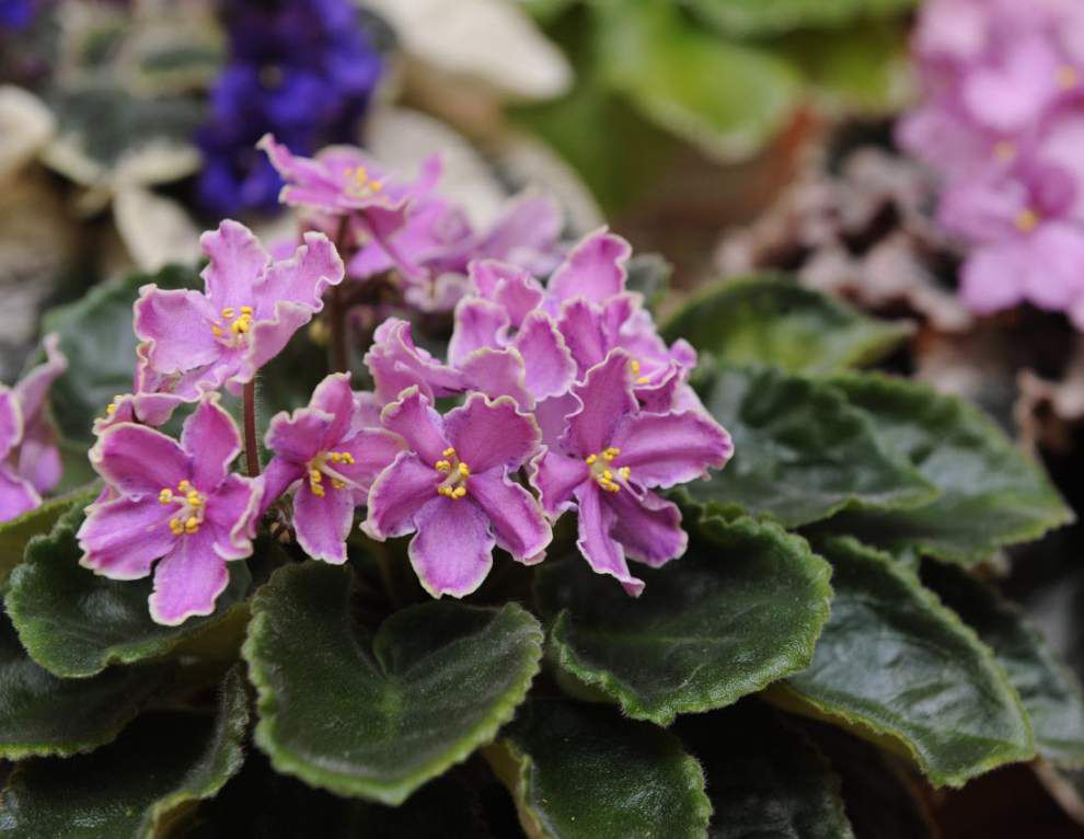 African Violet show set for March 2425 Home/Garden