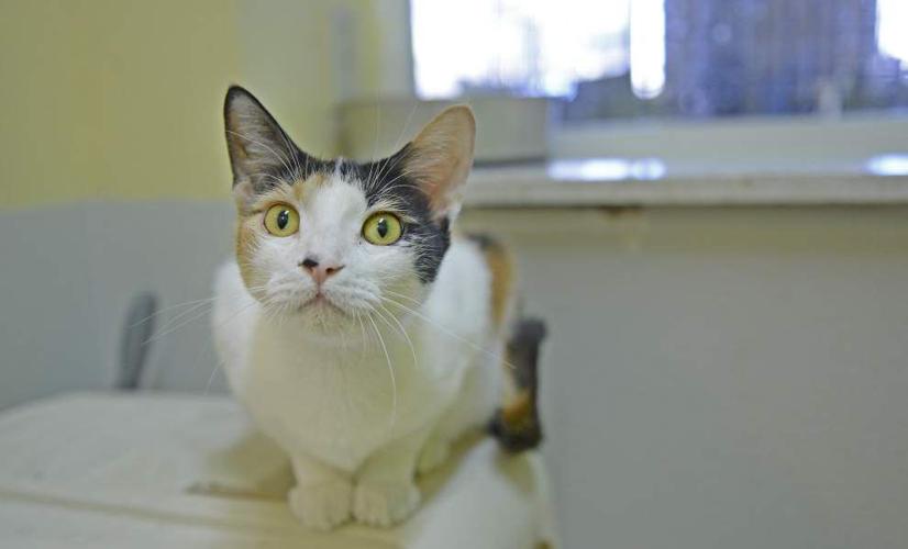 Area cat rescue groups merge News