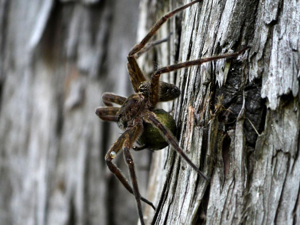 Don T Squish That Spider It S Killing Off Those Other Bugs You Hate Home Garden Theadvocate Com