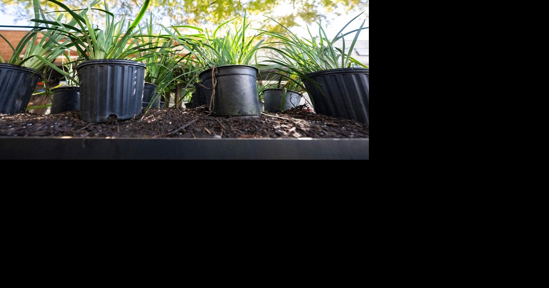 Planning your perfect landscape takes imagination — and some detective work