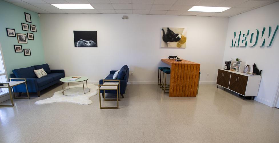 With cat nip and coffee bar, new Lafayette vet will cater to cats and
