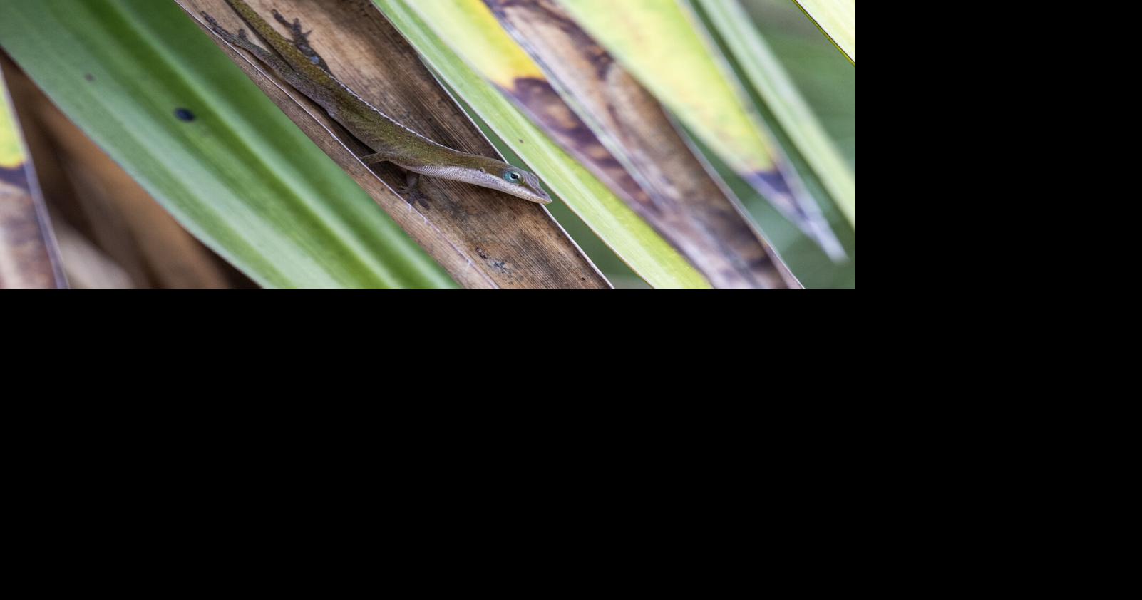 BR.wildgreenanole.adv_8564 MJ.JPG