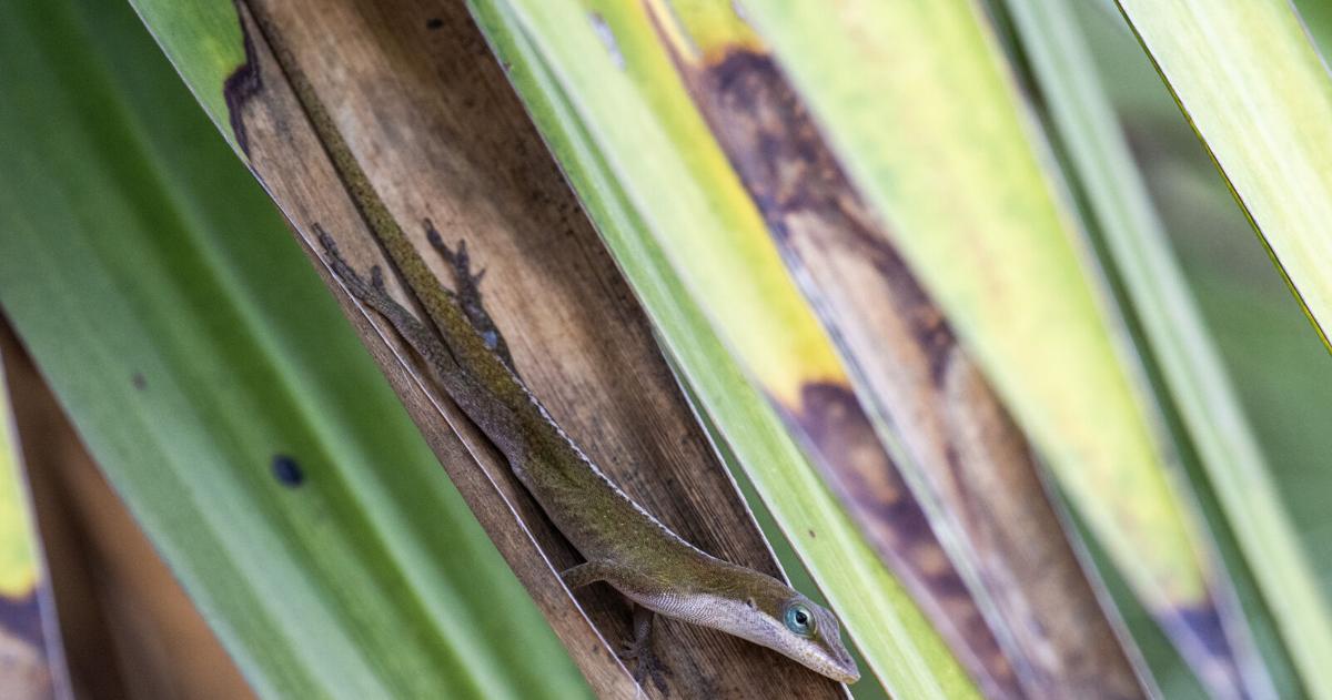 BR.wildgreenanole.adv_8564 MJ.JPG