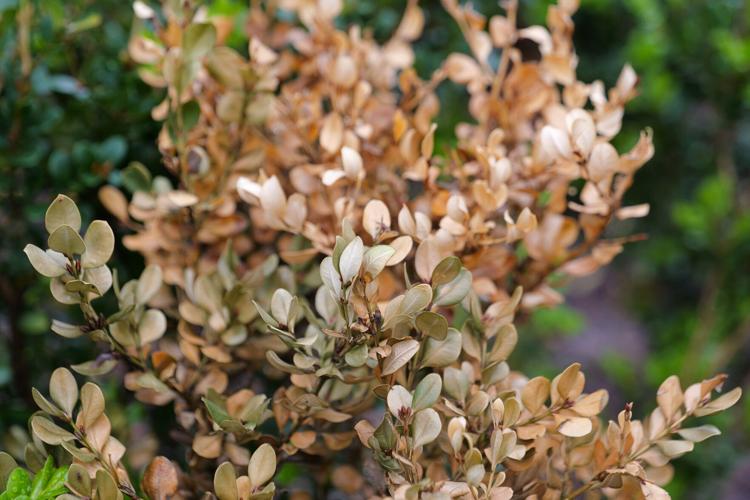 These two boxwood diseases must be handled differently | Home/Garden ...