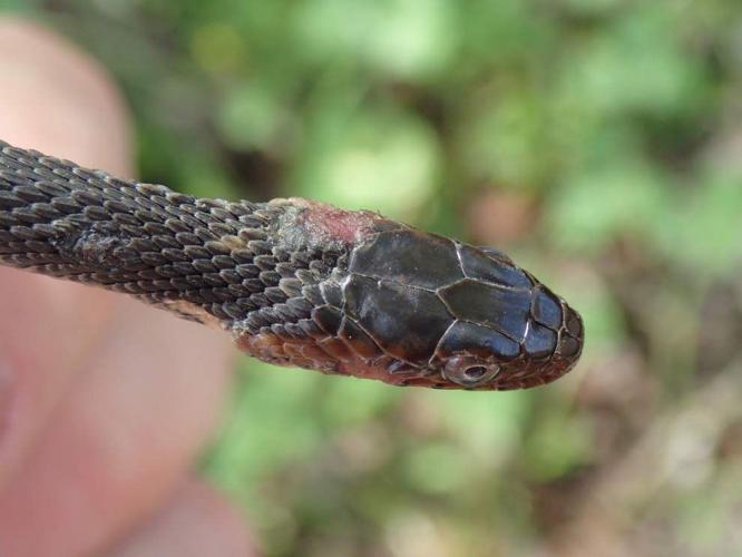 Snakes of Acadiana Park