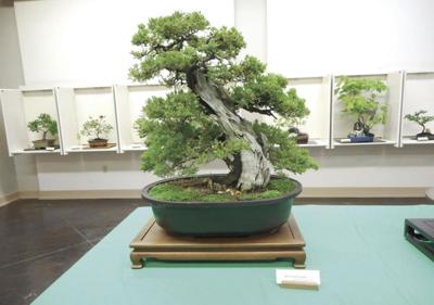 bonsai