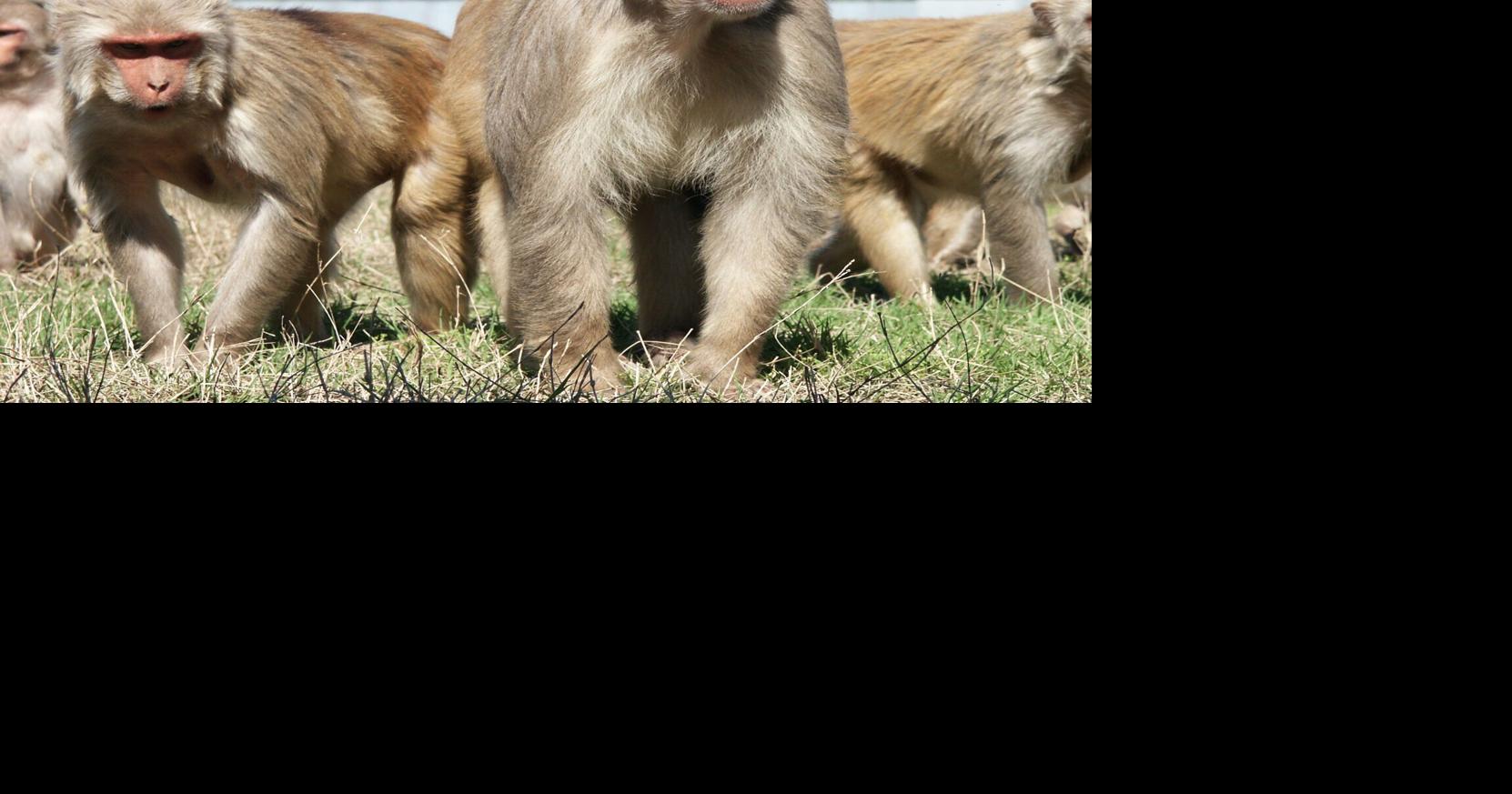 USDA says UL New Iberia Research Center violated federal rules when it transported monkeys