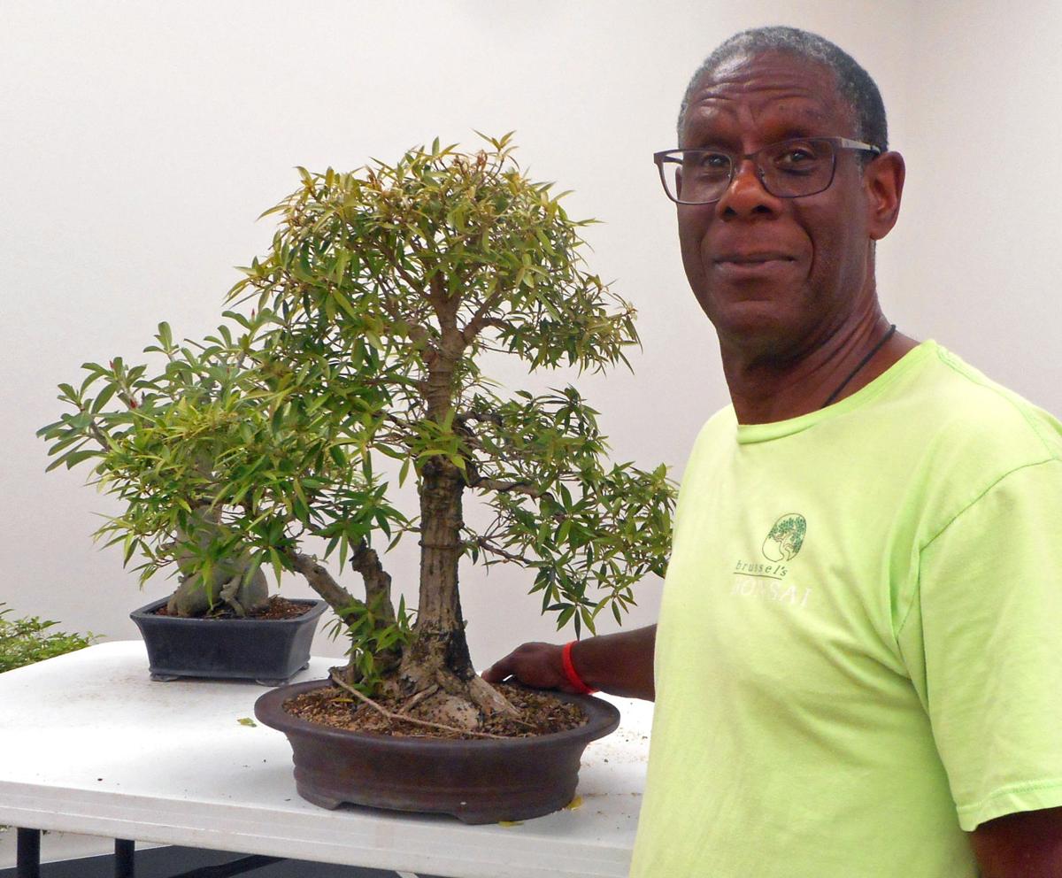 Bonsai Society Members Learn About Care Of Tropical Bonsai Mid City Theadvocate Com