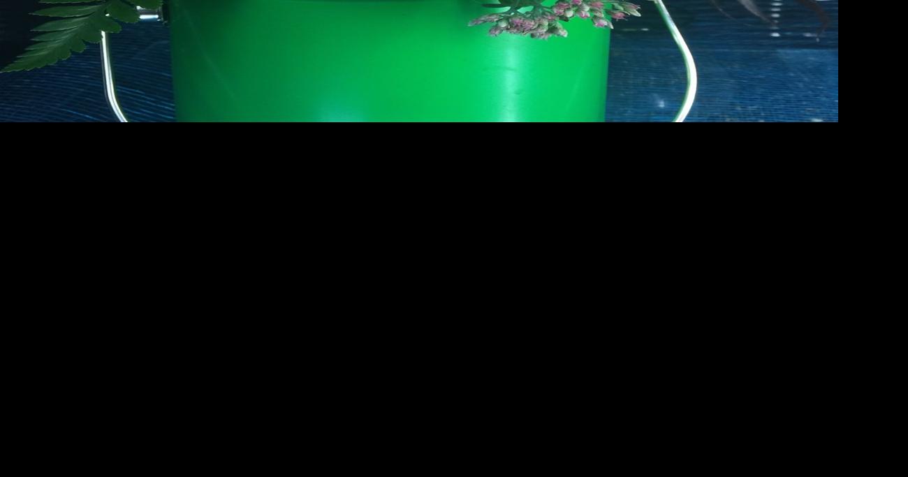 SU Ag Center set to host a online on commercial cut flower production Home/Garden