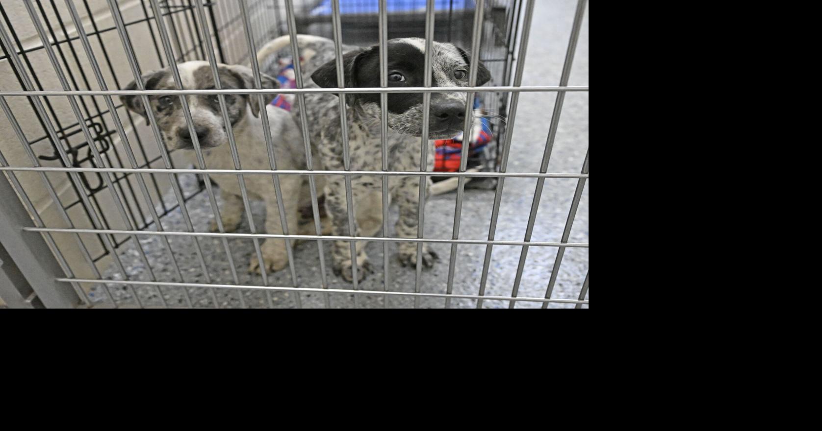 Companion Animal Alliance continues pause on dog adoptions due to distemper fear