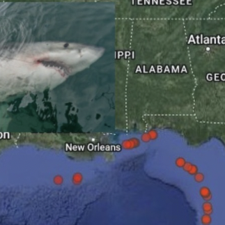 Great white shark tracked near Louisiana after making history. See view from her fin.