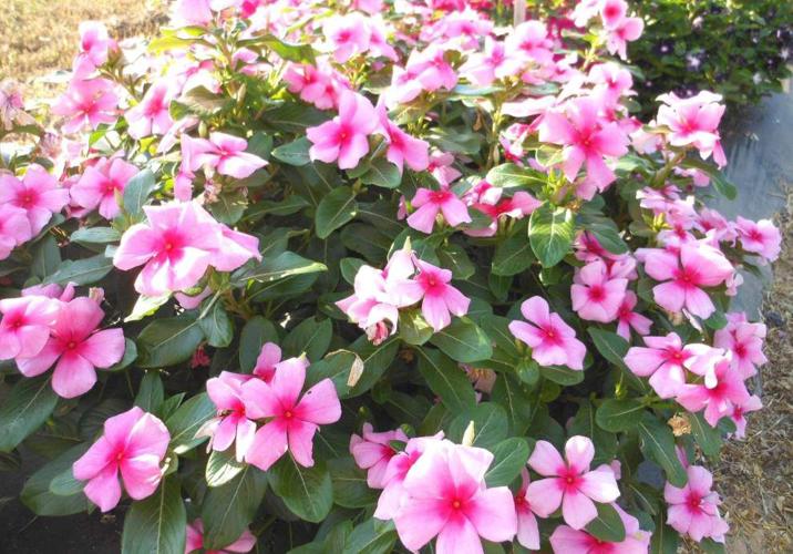 Heatloving vinca fall prey to fungus in the soil Home Garden