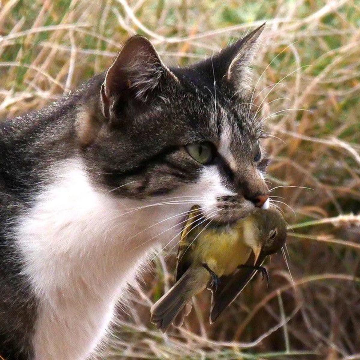 Let S Talk About Cats Entertainment Life Theadvocate Com