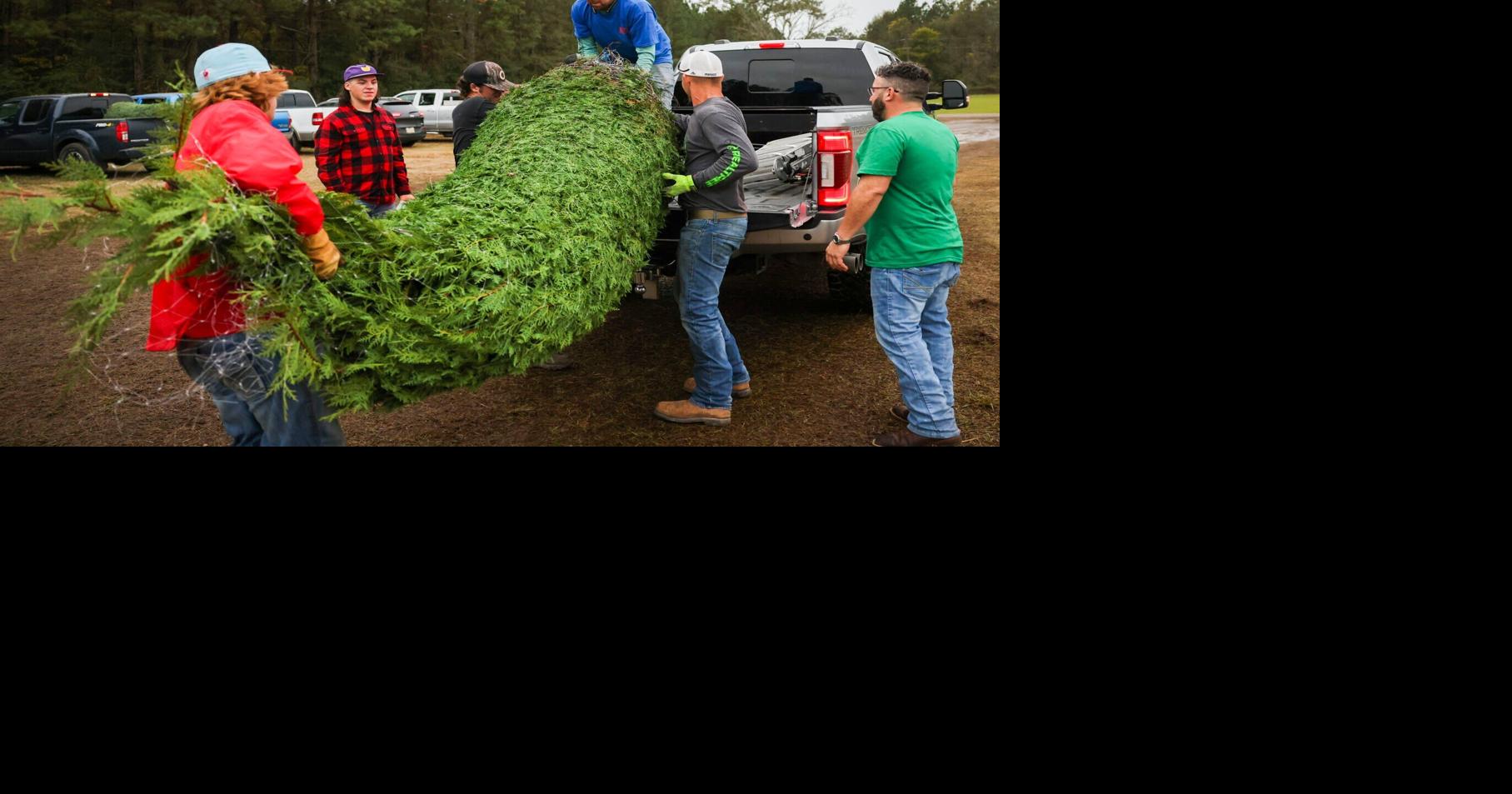 Kentwood's Christmas Town tree farm crop failure spurs alarm News