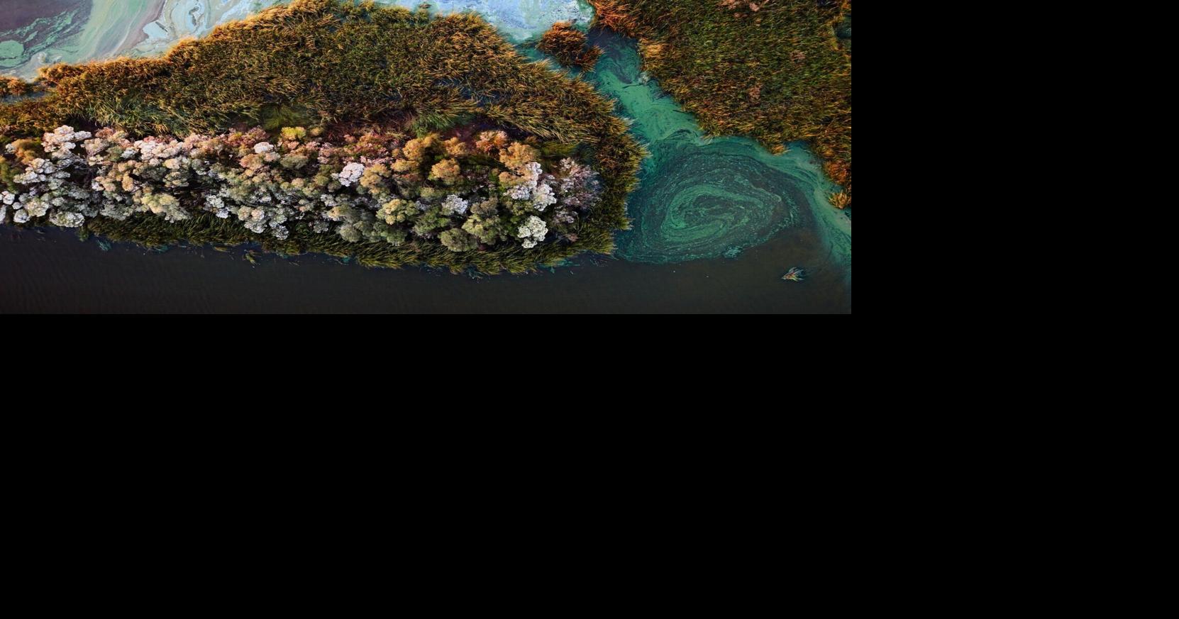 Blue-green algae blooms in freshwater can be toxic to people, animals, health officials say