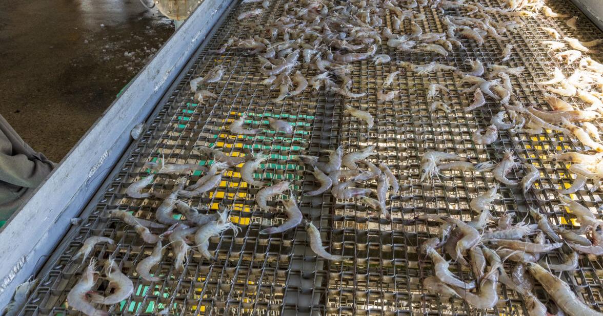 Lafayette, Los Angeles, restaurants have found erroneous shrimp | News