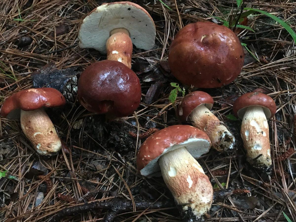 Mushroom Hike Turns Up All Kinds Of Fungi Some Of Which Are Quite Delicious Entertainment Life Theadvocate Com