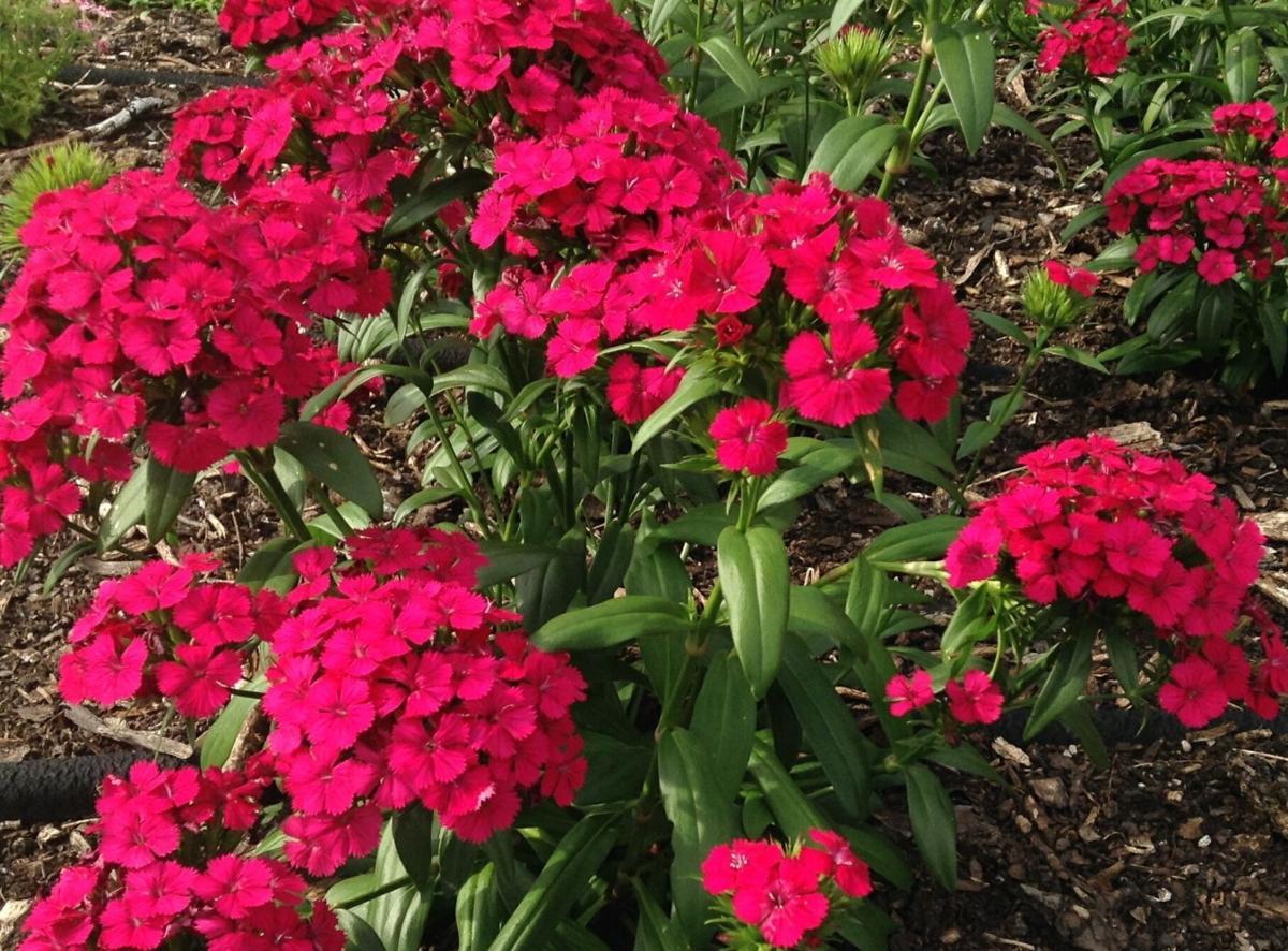 Plant Set For March 23 Home Garden Theadvocate Plant Set For March 23 Home Garden Theadvocate