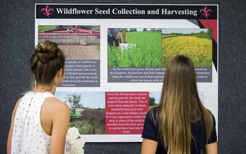 Wildflower 'seed bank' to brighten Louisiana's highways with colorful  wildflowers | News | theadvocate.com