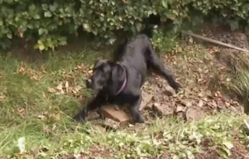 Cadaver dog sniffs out human remains _lowres
