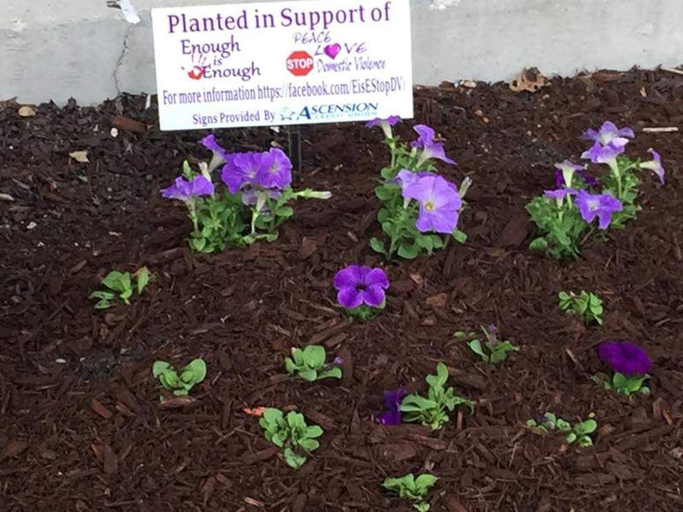 Purple flowers planted to raise awareness for domestic violence