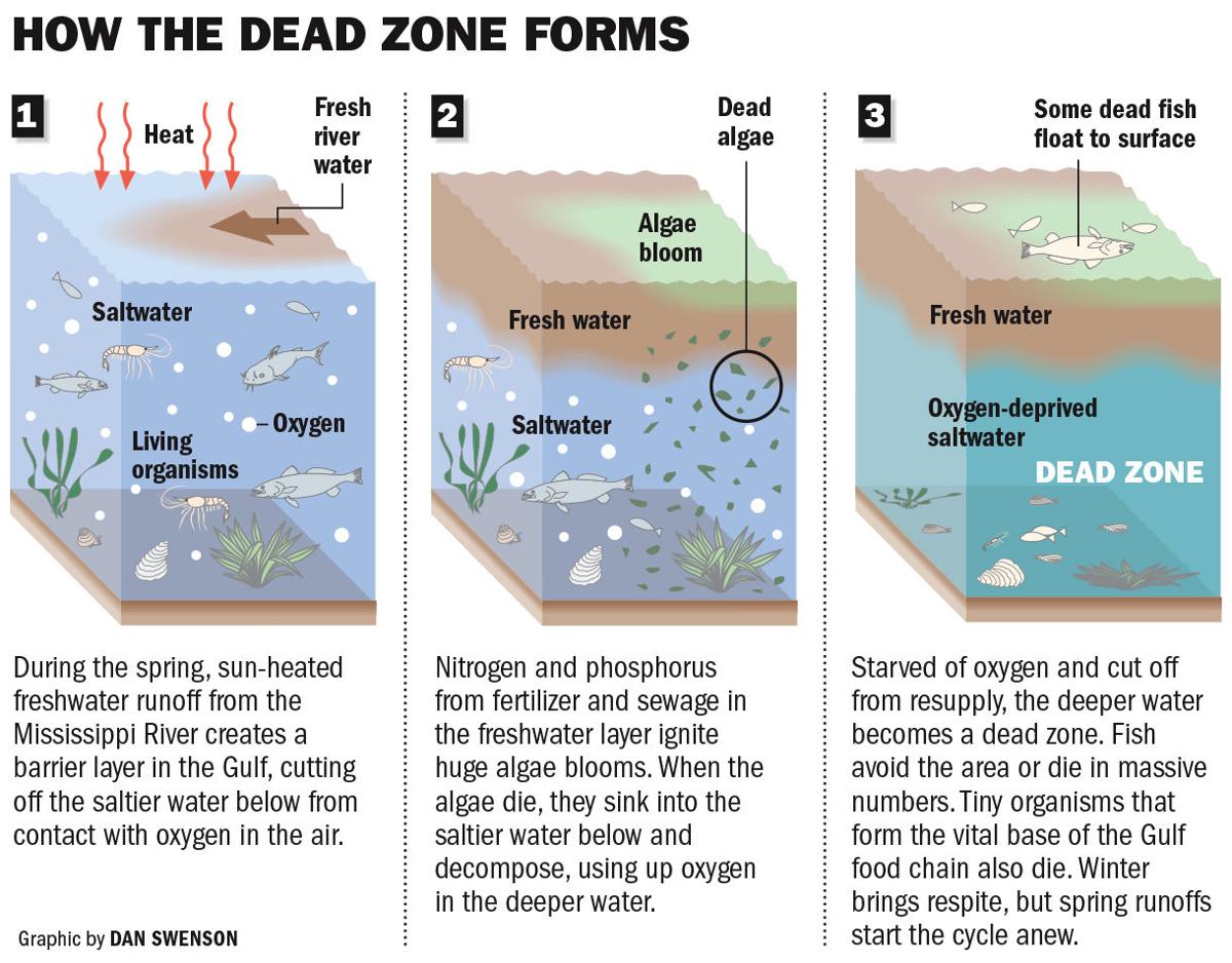 Nearrecord 'dead zone' expected in Gulf after spring floods in