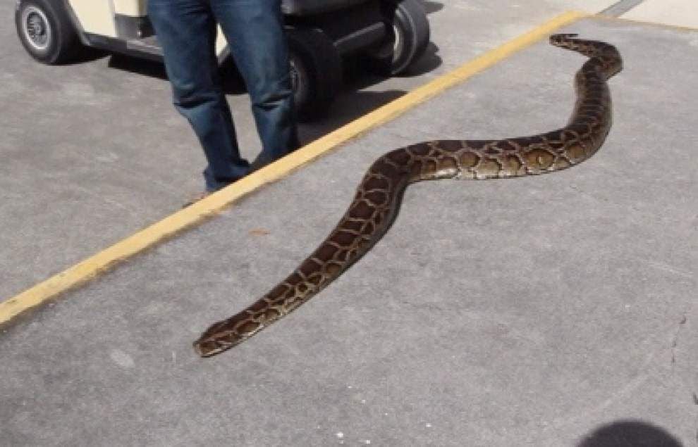 Video: Researchers say pythons have ‘homing’ ability _lowres