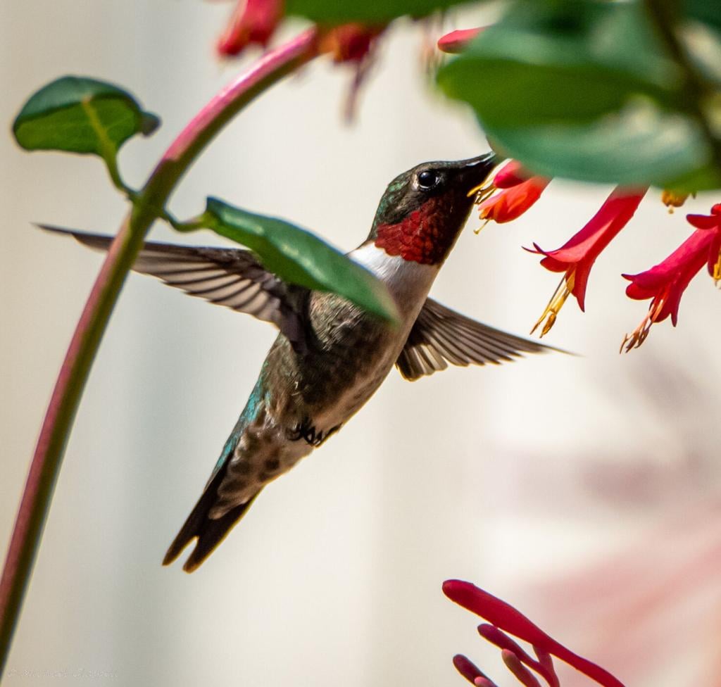 Watch How Hummingbirds Fly Through Narrow Spaces, Smart News