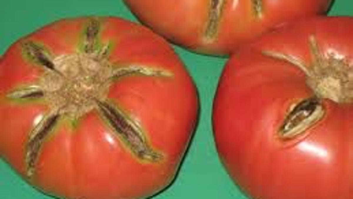 Download Lsu Garden News Got Problems With Your Tomato Crop Here S Some Help Home Garden Theadvocate Com HD Wallpaper Lsu Garden News Got Problems With Your Tomato Crop Here S Some Help Home Garden Theadvocate Com Desktop Wallpaper