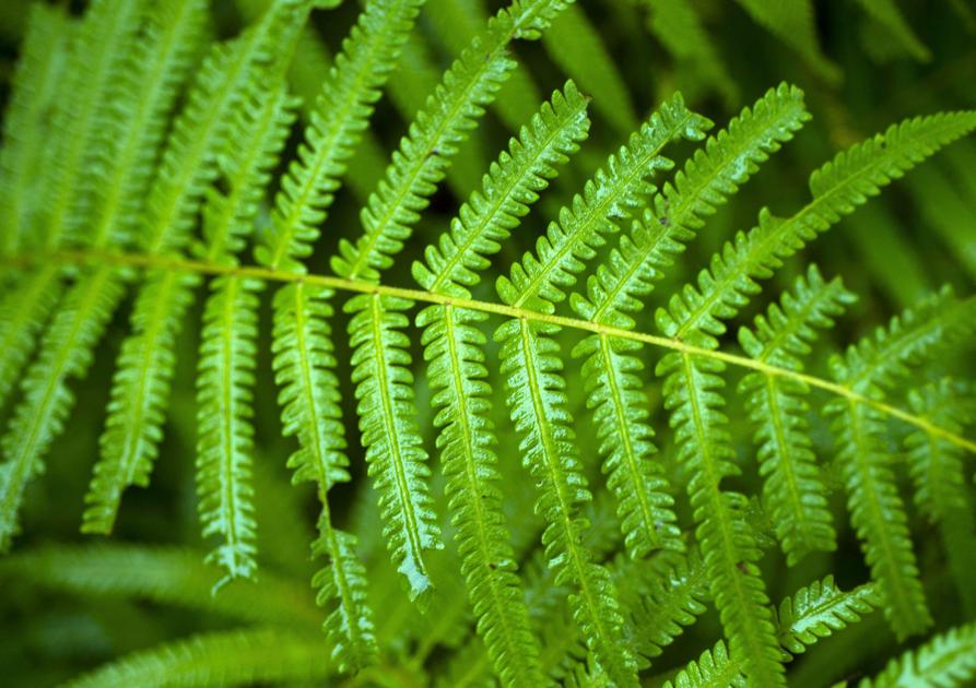 Gardening talks on April 15 concentrate on ferns and pruning practices | Dwelling/Backyard