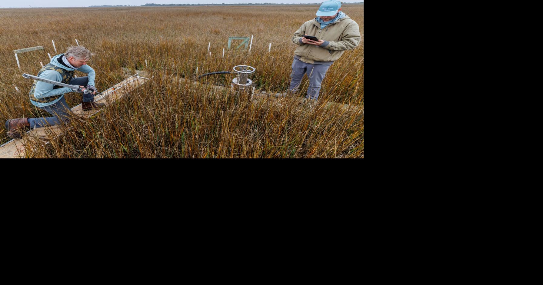 A project unique worldwide is unlocking mysteries of Louisiana's marsh. 'Really fascinating.'