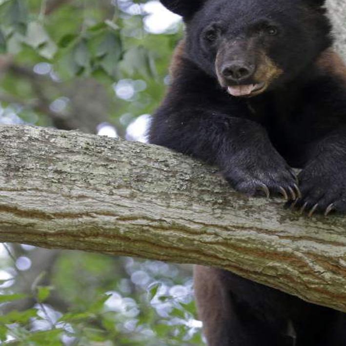 After Louisiana Black Bear Delisted As Threatened Species Bear Lawsuit Heats Up Environment Theadvocate Com