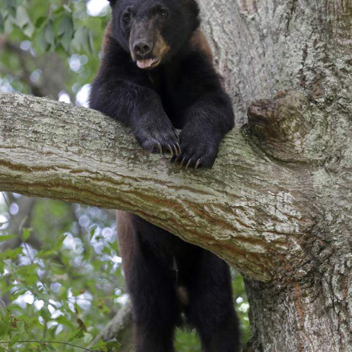 After Louisiana Black Bear Delisted As Threatened Species Bear Lawsuit Heats Up Environment Theadvocate Com After Louisiana Black Bear Delisted As Threatened Species Bear Lawsuit Heats Up Environment Theadvocate Com