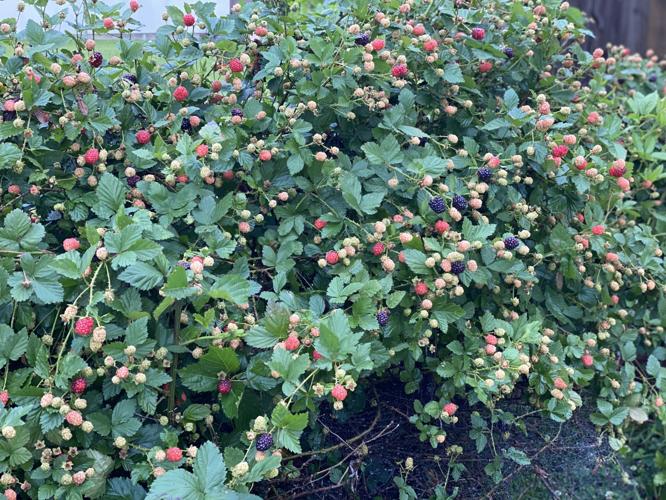 Types of Wild Berries - Gardening Channel