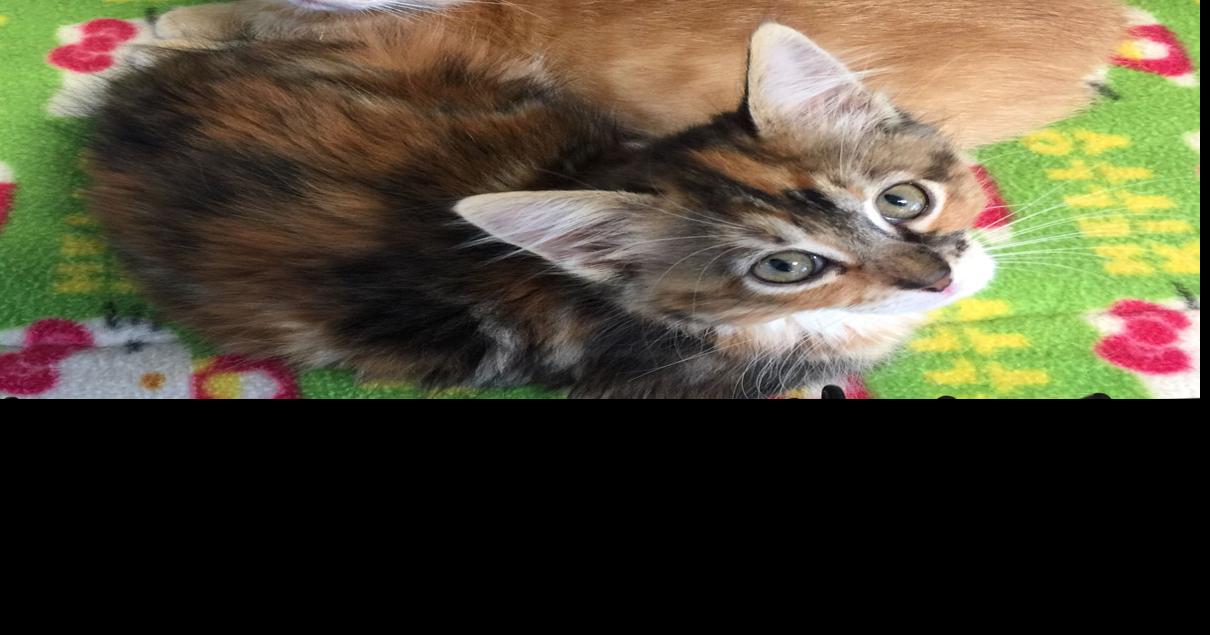 Baton Rouge cats available for adoption on March 30, 2017 Mid City