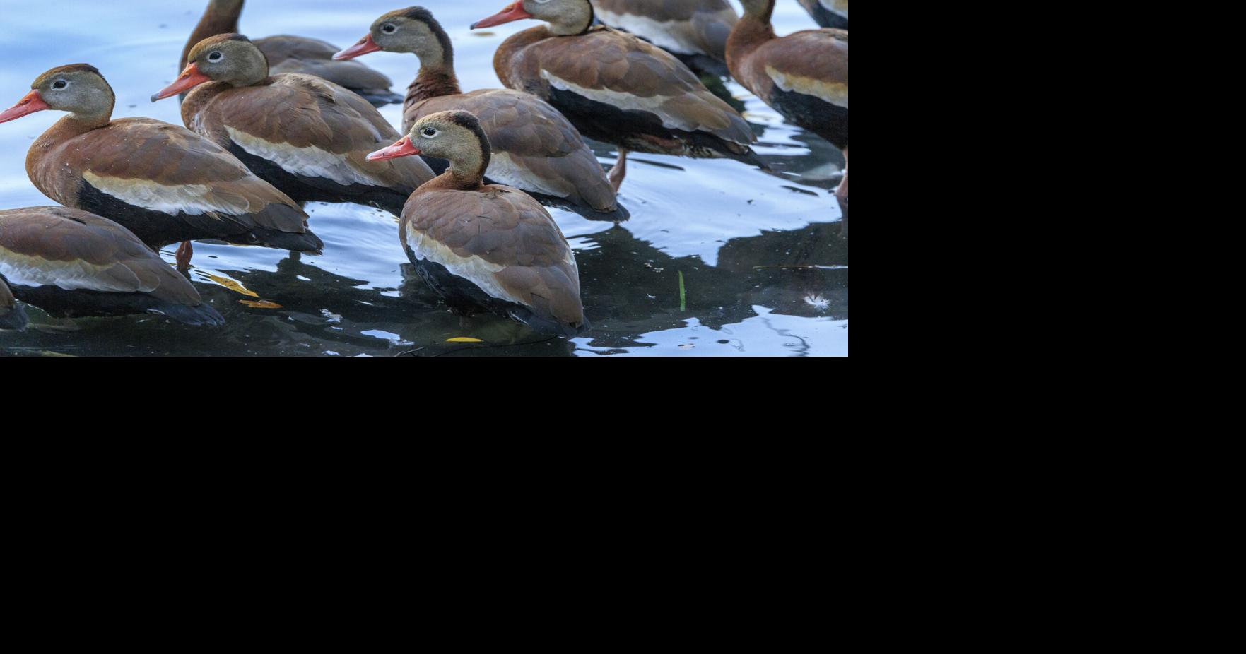 Where is bird flu in Louisiana? What we know about the outbreak and ...