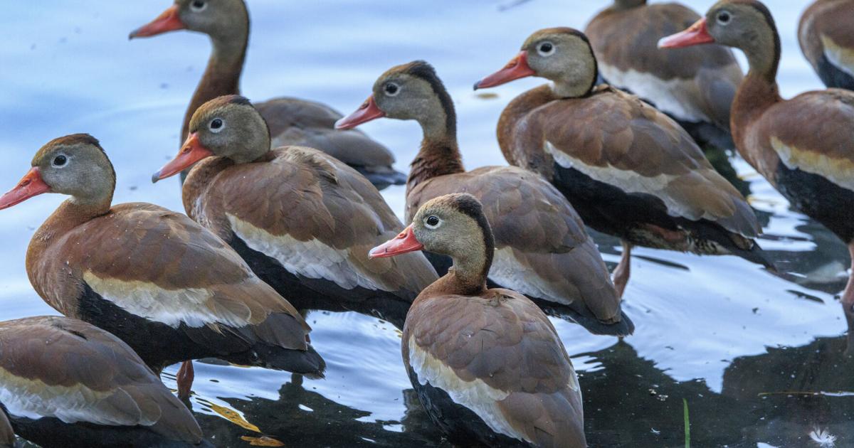 Where is bird flu in Louisiana? What we know about the outbreak and ...