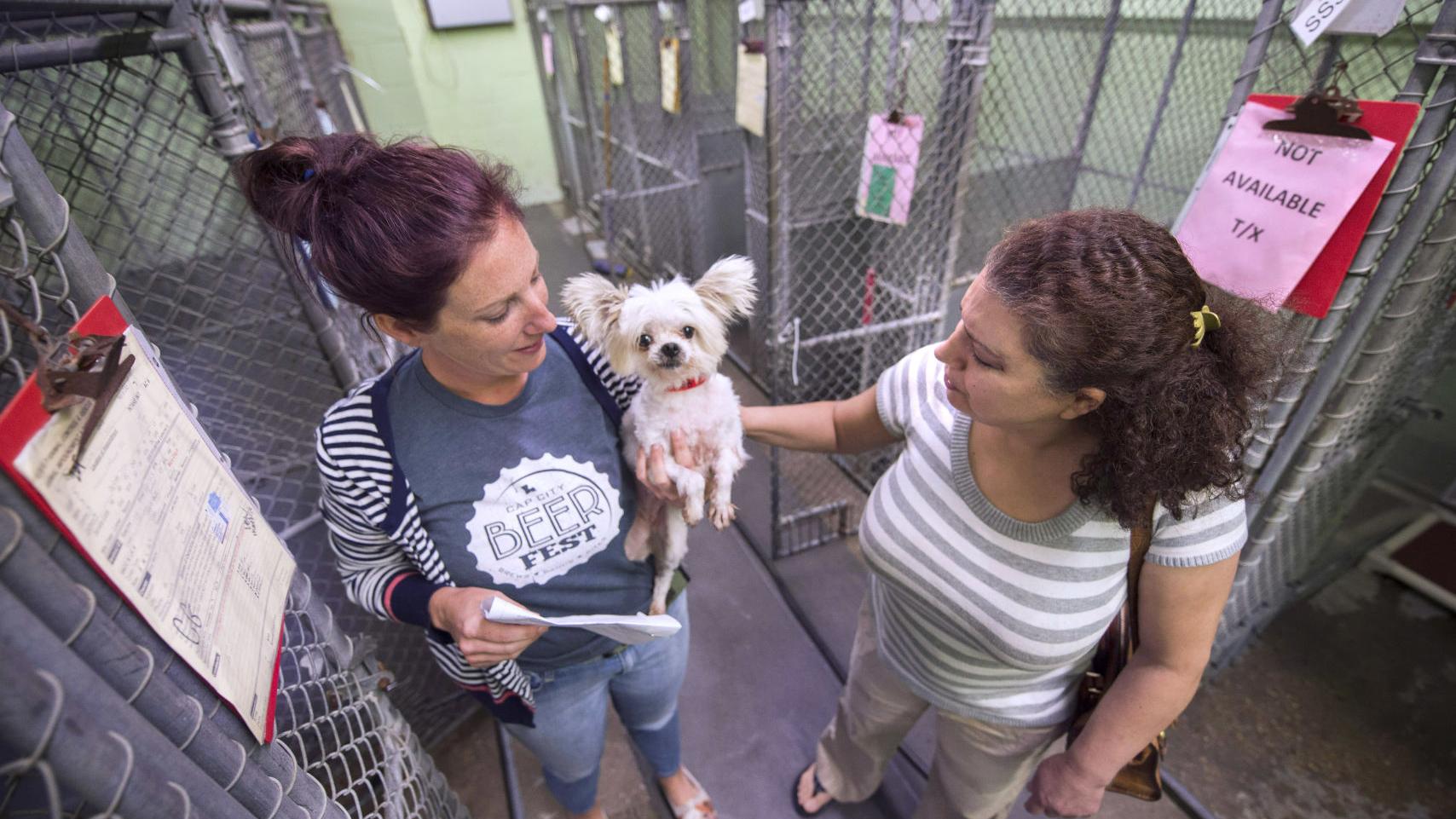 New animal shelter being built near LSU's vet school promises better care,  more adoptions | News 