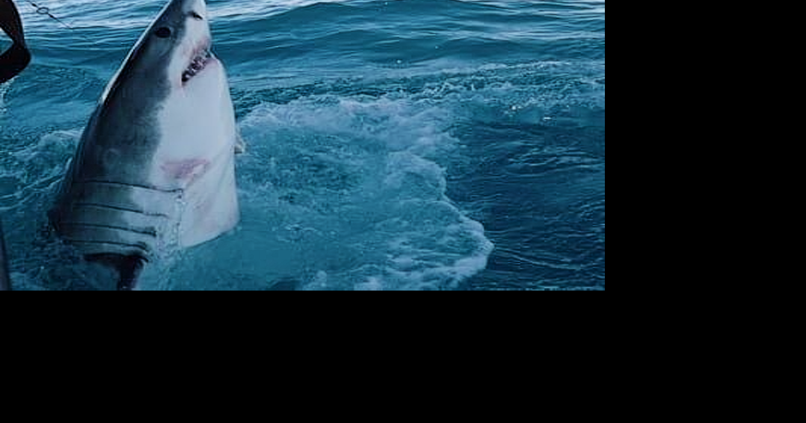 Florida Panhandle shark attacks leave 2 injured, 1 Navy base worker in critical condition Jun 9, 2026 Jun 9, 2026 Updated 1 min ago 1 min to read