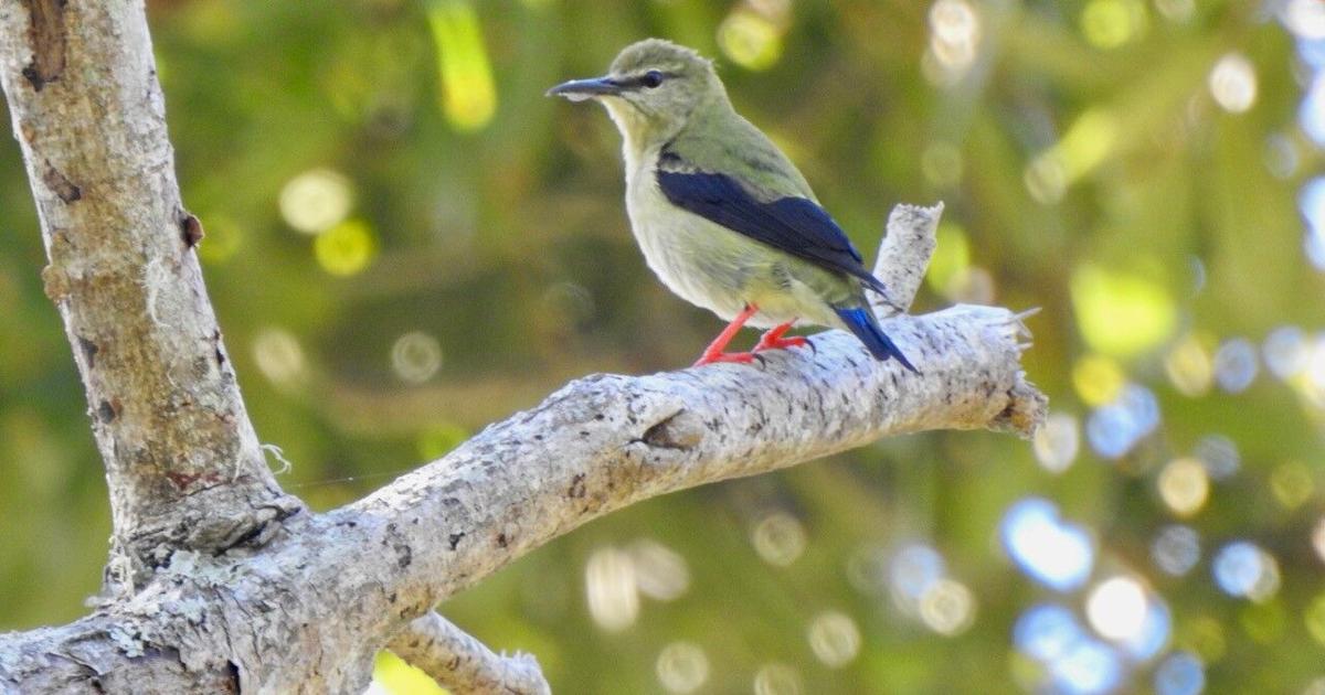 Die Sichtung von Honeycreeper sorgt für Online-Flut unter Vogelbeobachtern | Unterhaltung/Leben Die Sichtung von Honeycreeper sorgt für Online-Flut unter Vogelbeobachtern | Unterhaltung/Leben