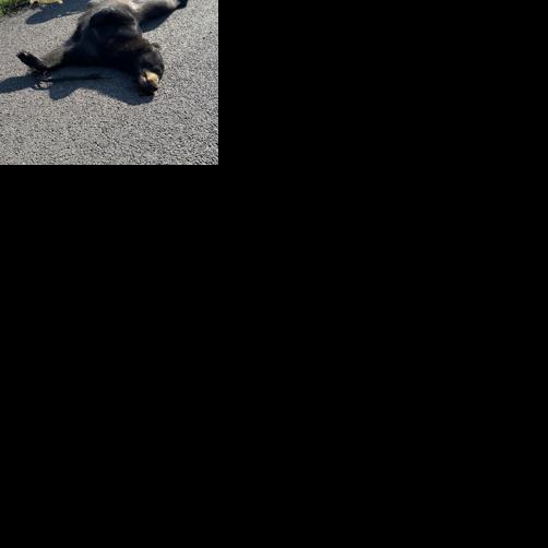 A black bear on I-12? Louisiana state mammal known to wander