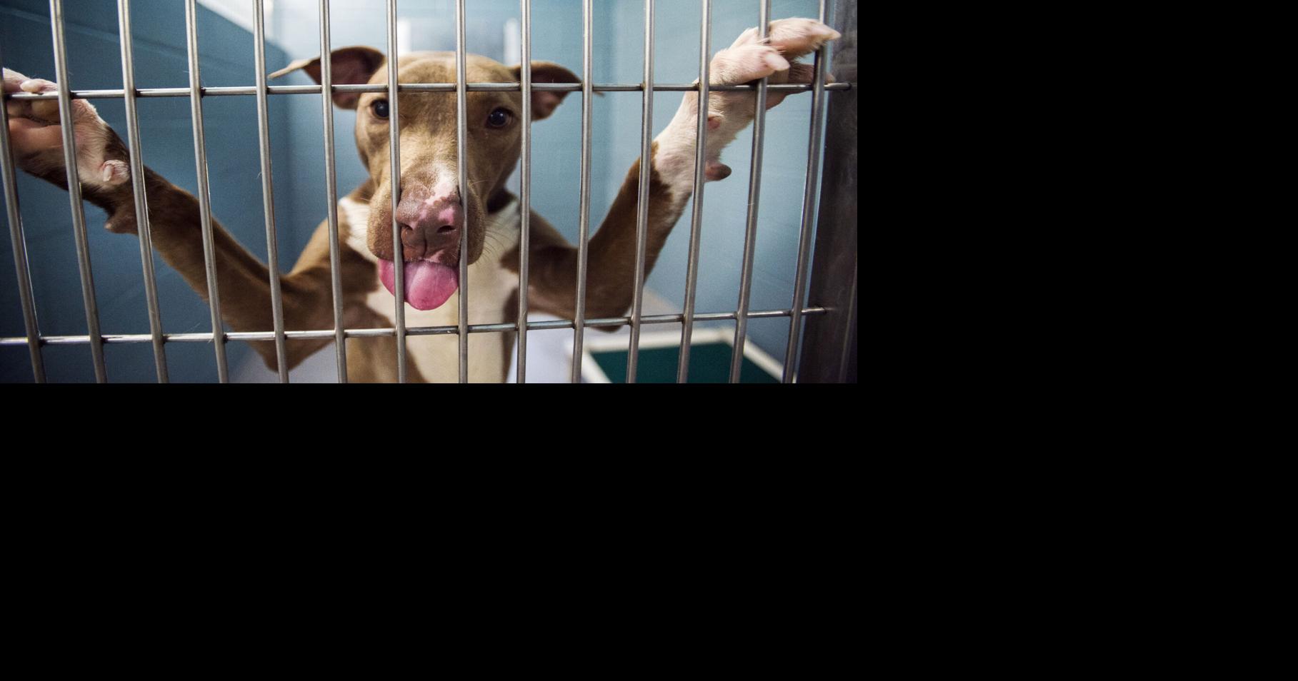 Photos A look inside the new Lafayette Animal Shelter and Care Center