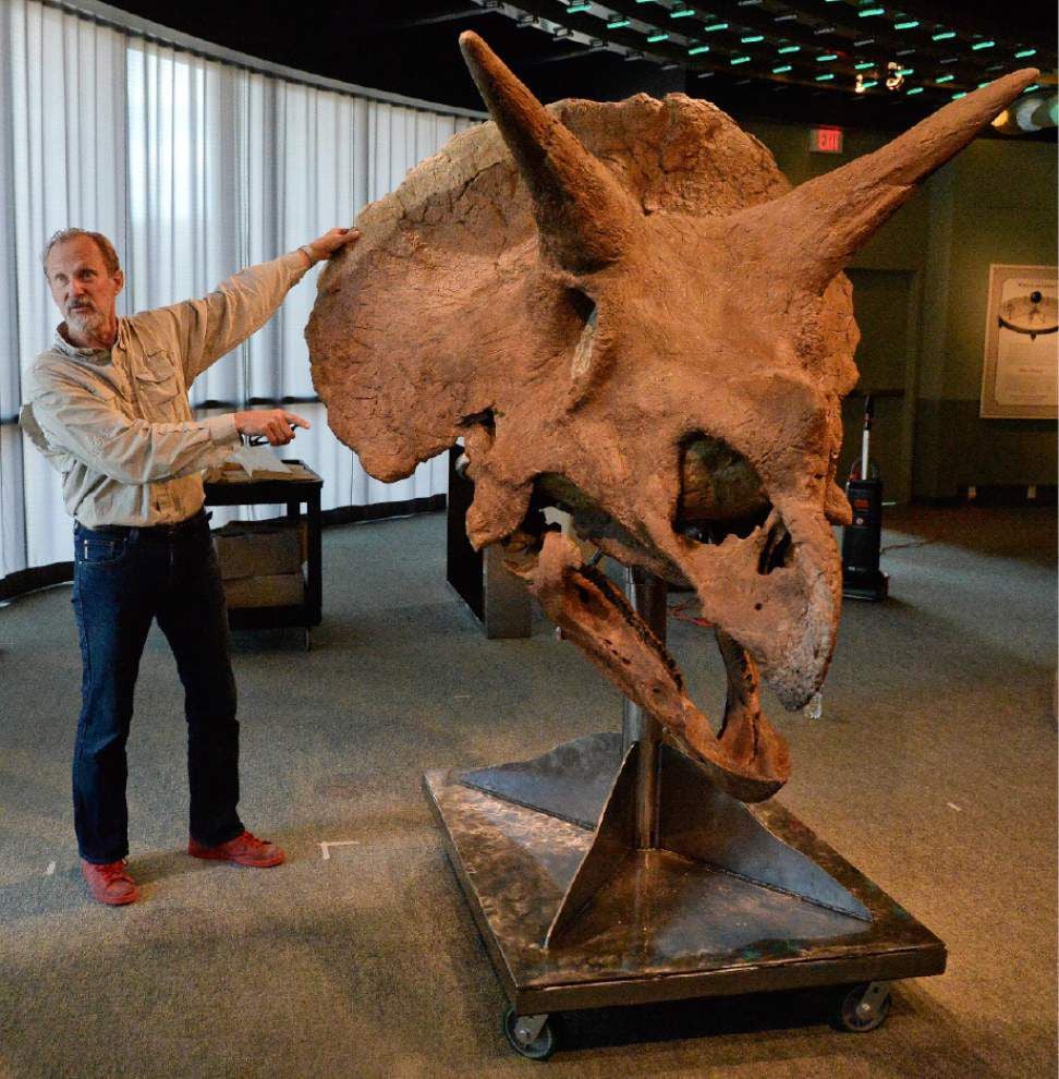 triceratops skull real