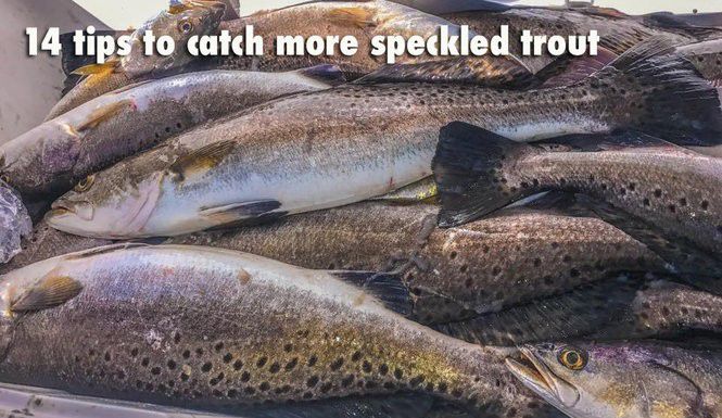 14 tips to catch more speckled trout, Louisiana Outdoors