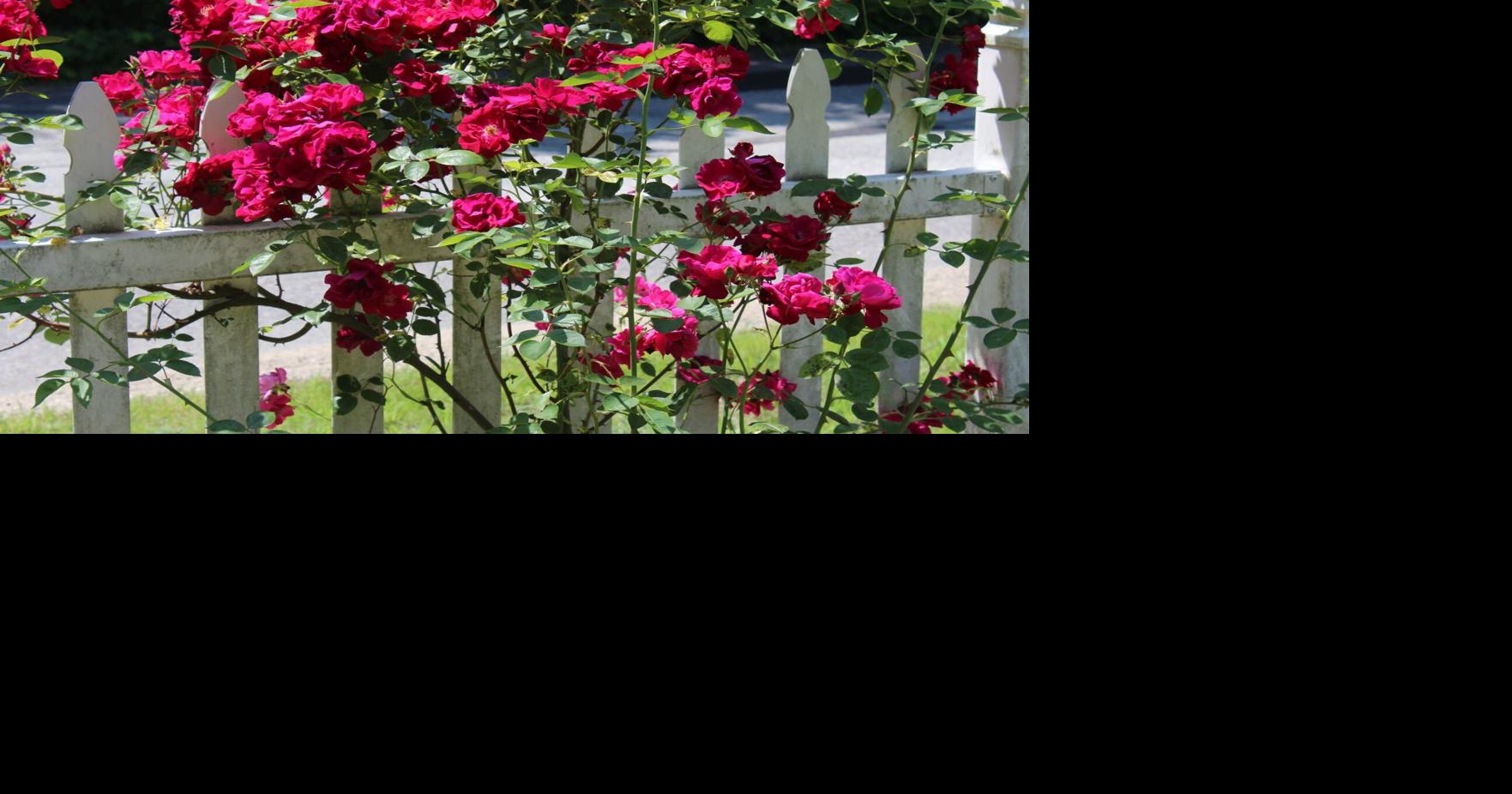 When should you prune rose bushes in Louisiana? See Dan Gill's advice.