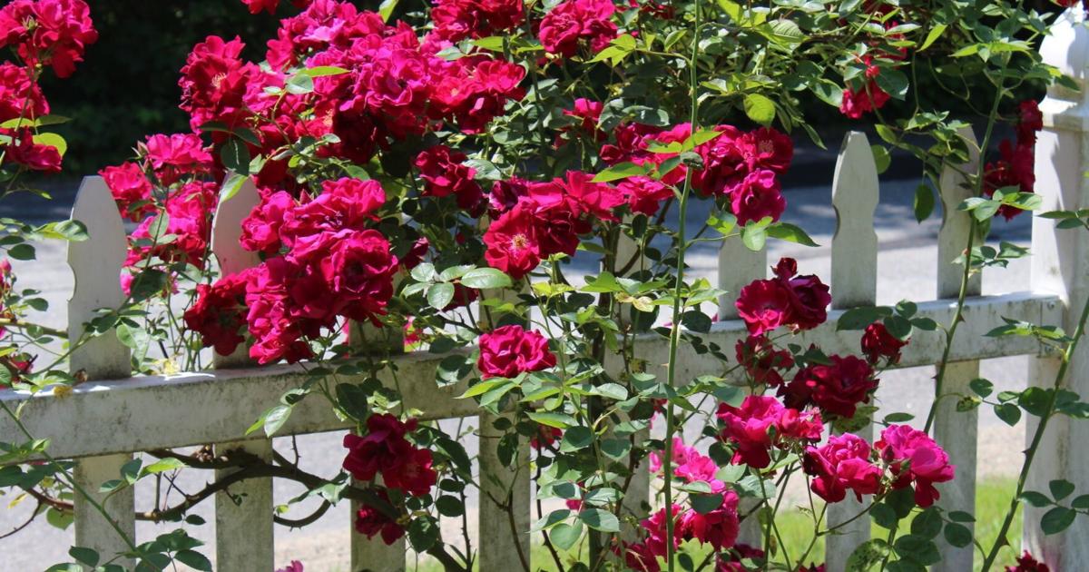 When should you prune rose bushes in Louisiana? See Dan Gill's advice.